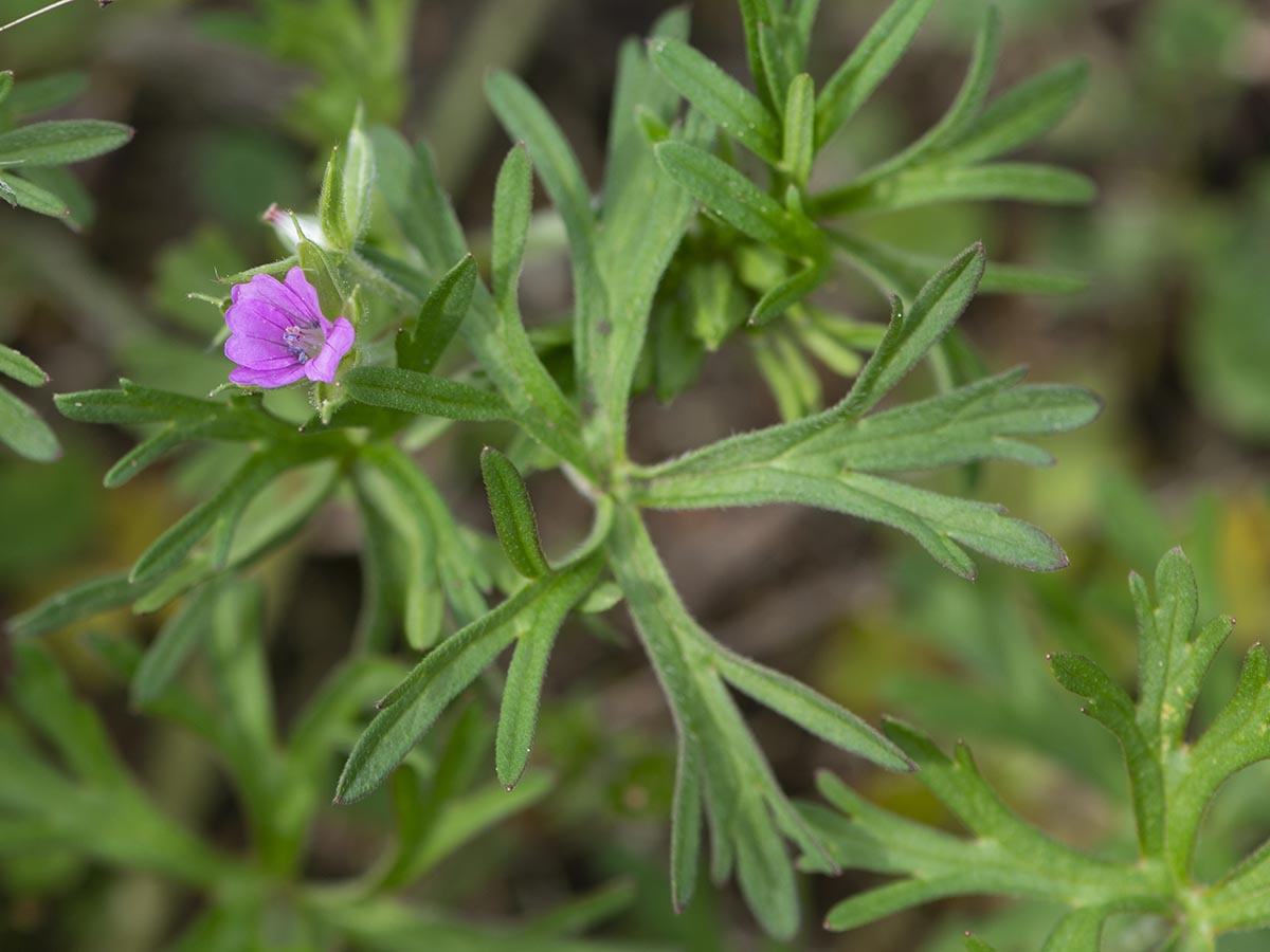 Blüte